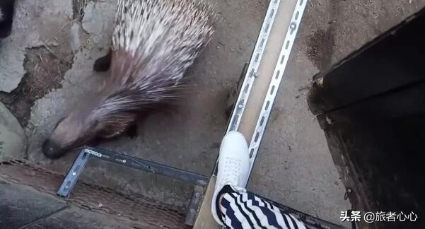 日本最危险的动物园进去视频,日本生死状动物园