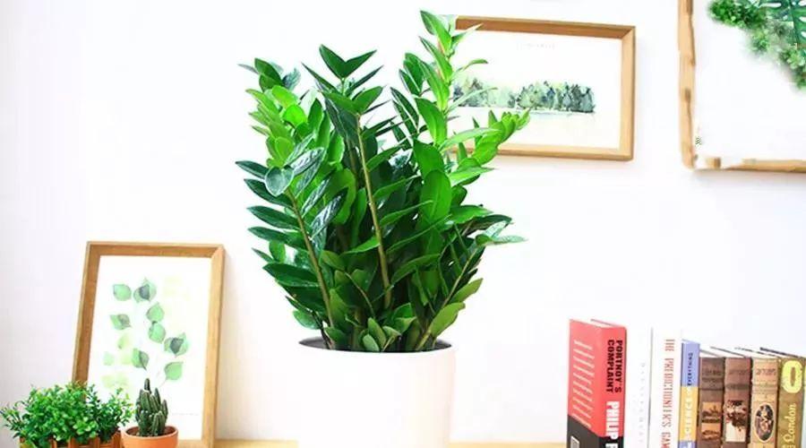 南阳台和北阳台哪个种花风水好,东南西北阳台适合养什么花