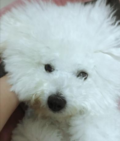 比熊的泪痕怎么清除,怎么清理比熊的眼屎