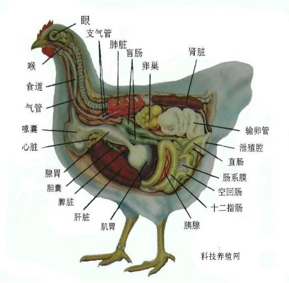怎样解剖鸡知道病情,手把手教你解剖鸡超详细解剖步骤