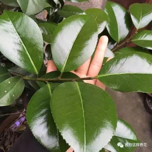 怎样才能让铁树绿油油,老花农养绿萝有秘诀