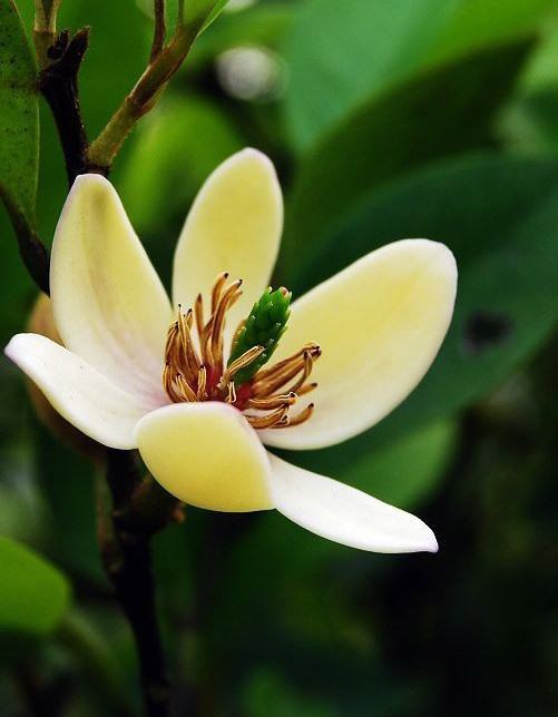 100种常见花卉图谱，收藏起来慢慢看，从此识花不求人