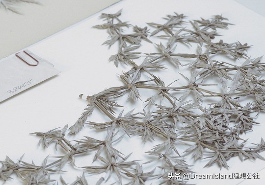 dior新款刺绣帆布托特包,刺绣马鞍包dior2019