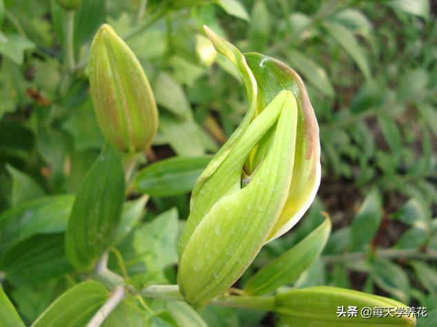 百合虫害的防治方法,百合病虫防治和管理