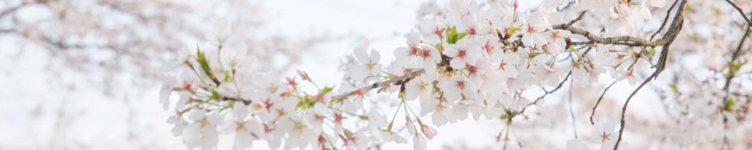 油菜花樱花桃花最受游客关注,春天必打卡的桃花樱花海棠花胜地
