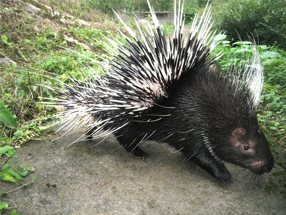六盘山出现野生动物,六盘山有哪些野生动物