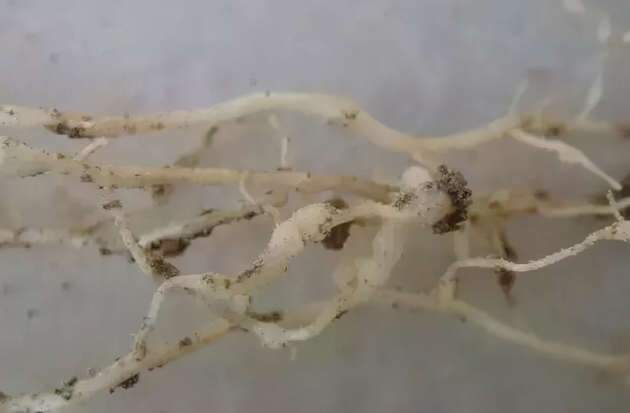 线虫的症状和防治方法,一般常见的线虫有哪些