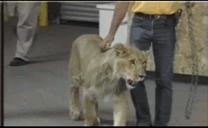 狮子王动画片1994原版深度解读,学了三年动画还原狮子王