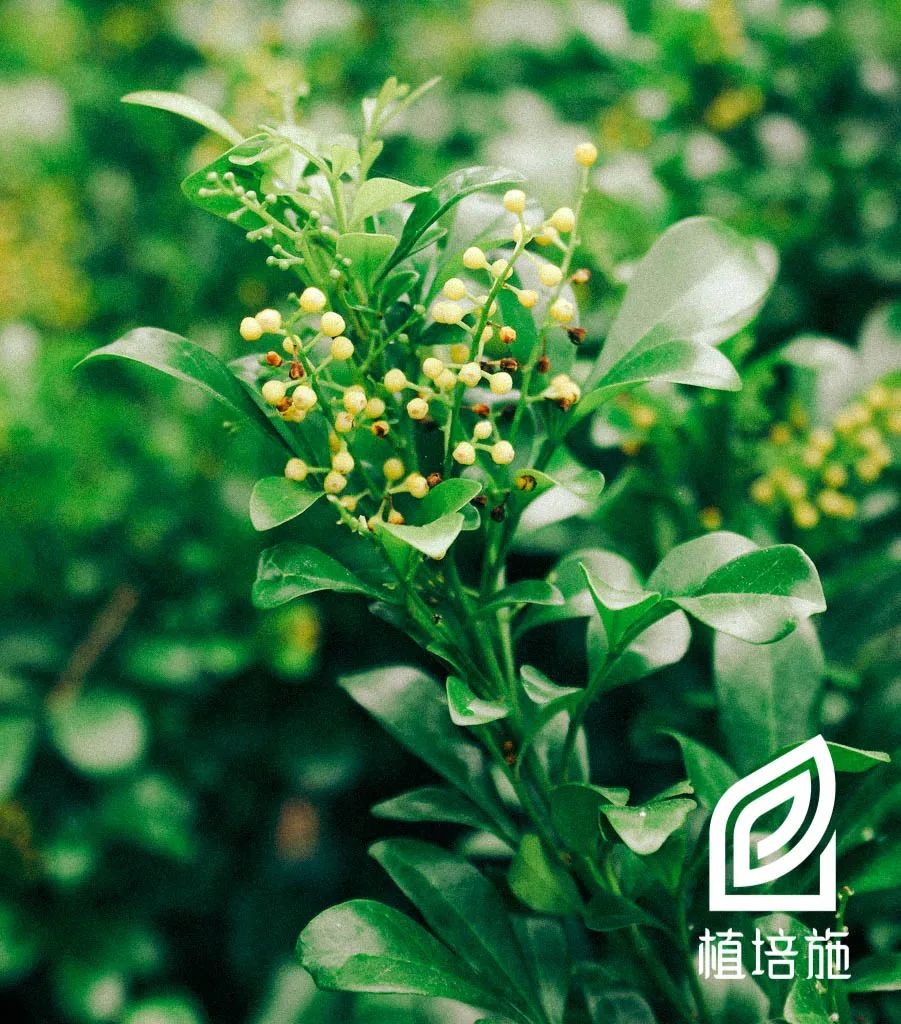 米兰繁殖栽培技术,米兰种植技术图解