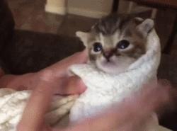 刚出生的小奶猫有多可爱,小奶猫幼崽可爱到犯规