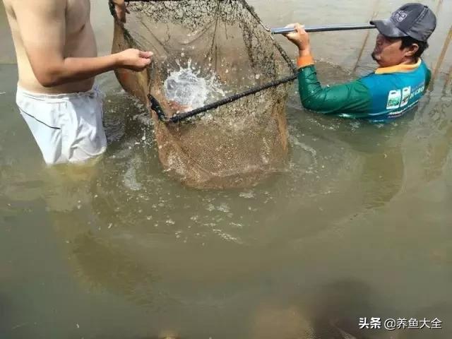 养金龙鱼过程马来西亚,马来西亚养金龙