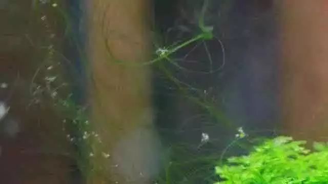 草缸常见10种藻类的解决方法,怎么培养草缸里面的藻类