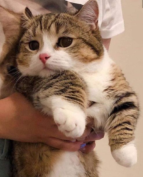 猫咪和主人的温馨时刻,和猫咪快乐的瞬间