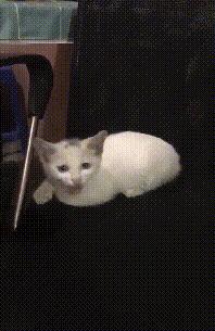 流浪小猫被丢弃遇见好心人被收养,流浪小猫蜷缩在马路小伙暖心救助