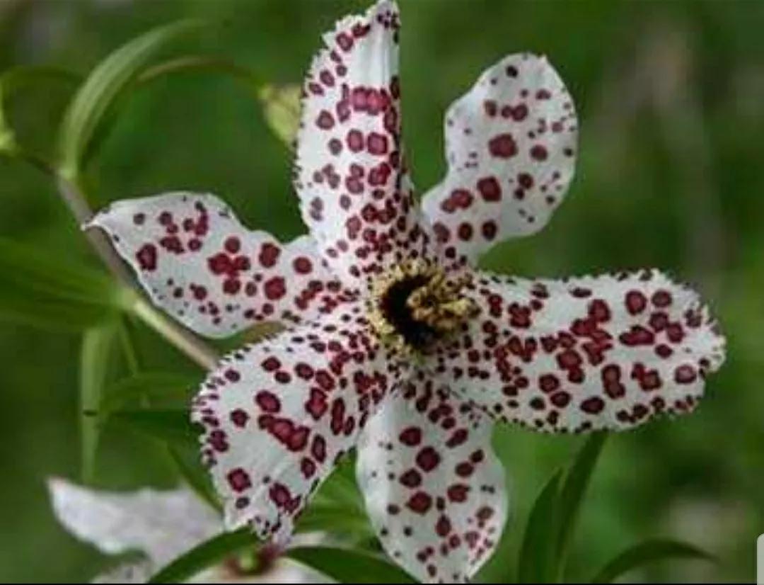 芳踪难觅濒危花!清新治愈篇:沙漠高原是吾家,豹子花的春天来了