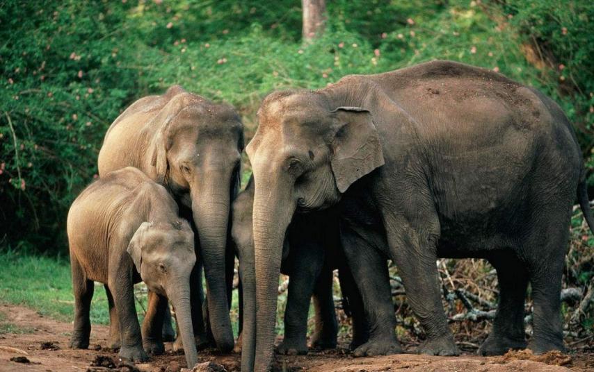 他叫辛巴,不是狮子王,8岁穿越12国:最好的教育,永远在路上