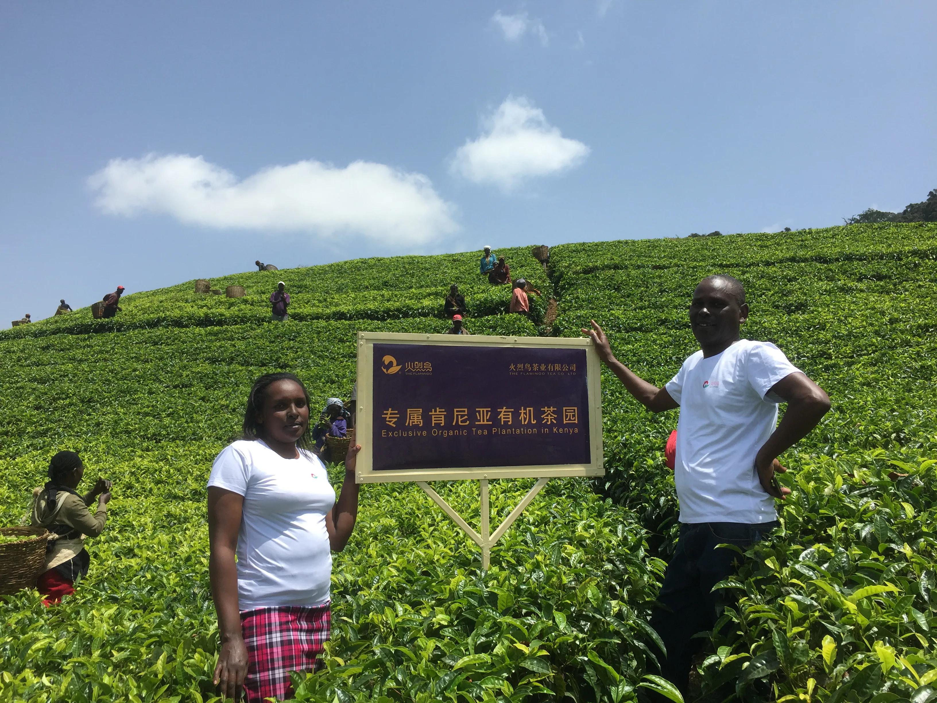 肯尼亚红茶为啥是小颗粒,肯尼亚红茶和中国红茶区别