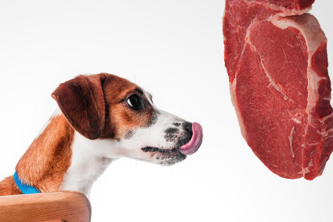 民间灭跳蚤最有效的偏方,中医怎么消除跳蚤