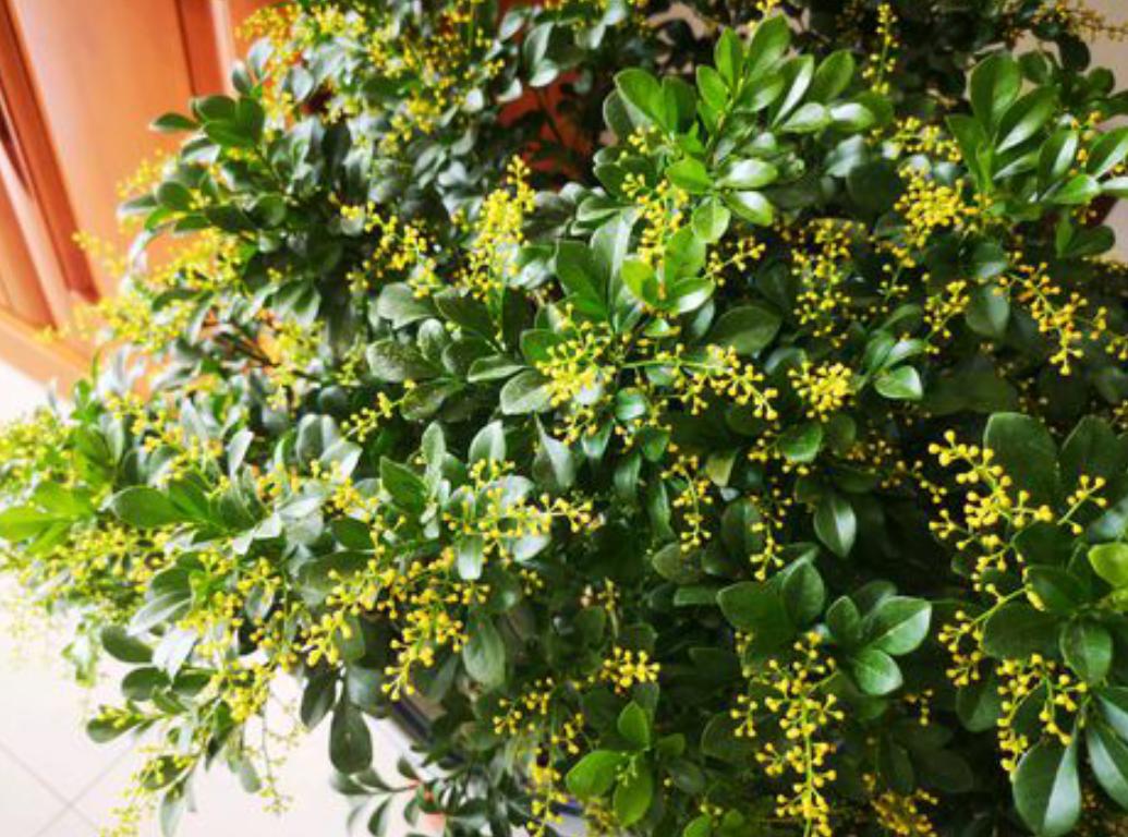 米兰花越冬的修剪方法,米兰花冬天怎么养护和浇水呢