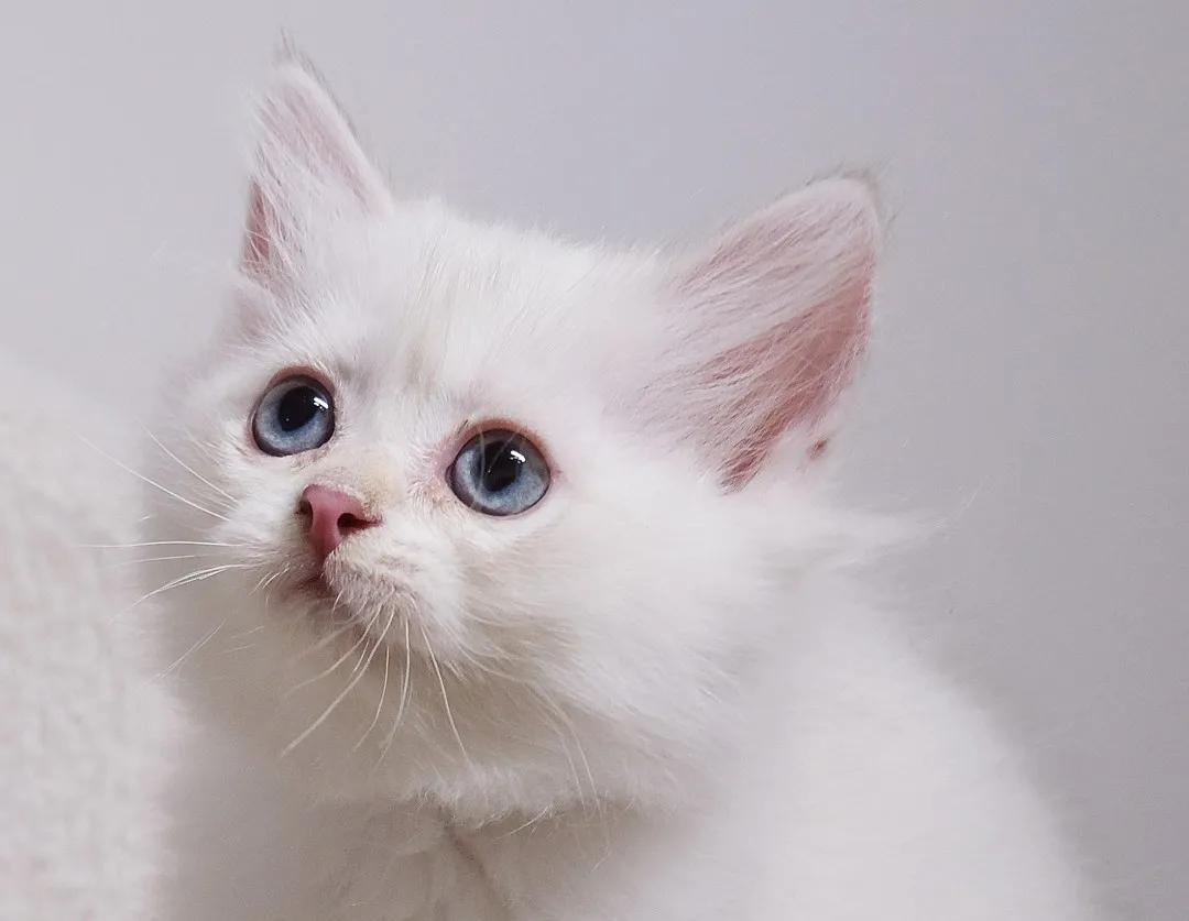 猫咪拉屎带的血该吃什么药,猫咪拉屎屁股上有血