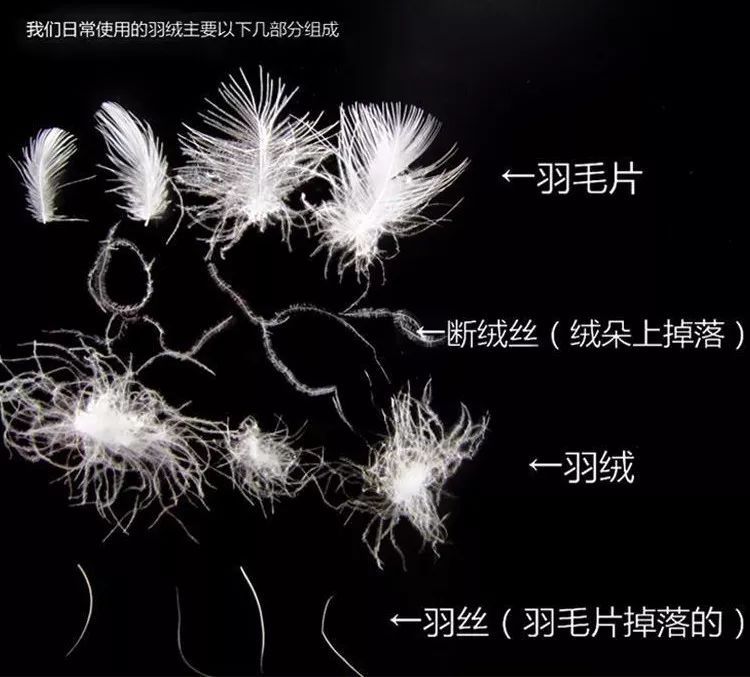 平价羽绒服如何选择好品牌,1000-2000哪个品牌羽绒服款式好