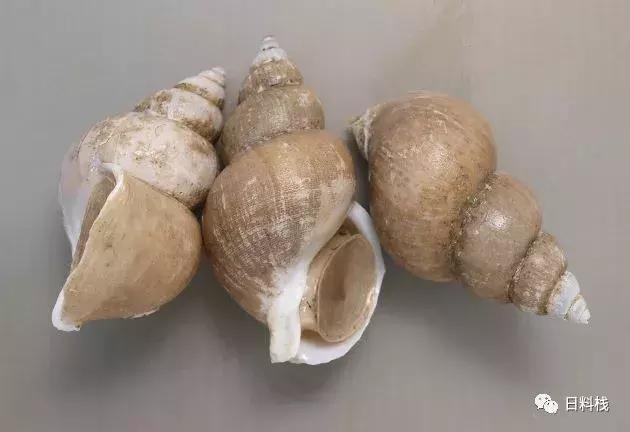 峨螺是什么,厚重峨螺