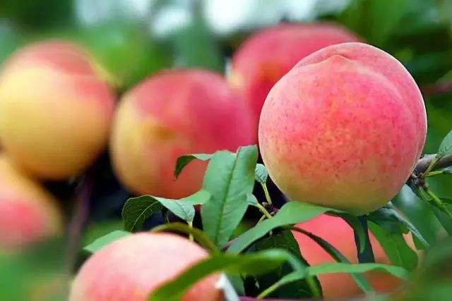 说文解字第1章,桃之夭夭有蕡其实中的蕡怎么读