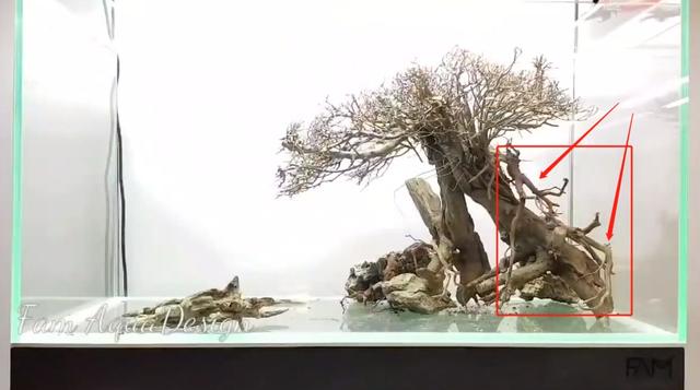 莫斯树到底好不好,莫斯树是什么