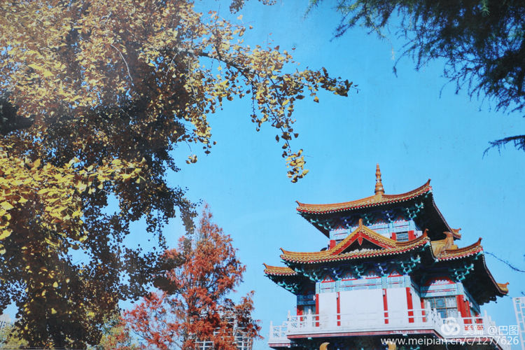 看洛阳牡丹花卉节,洛阳古都牡丹花展