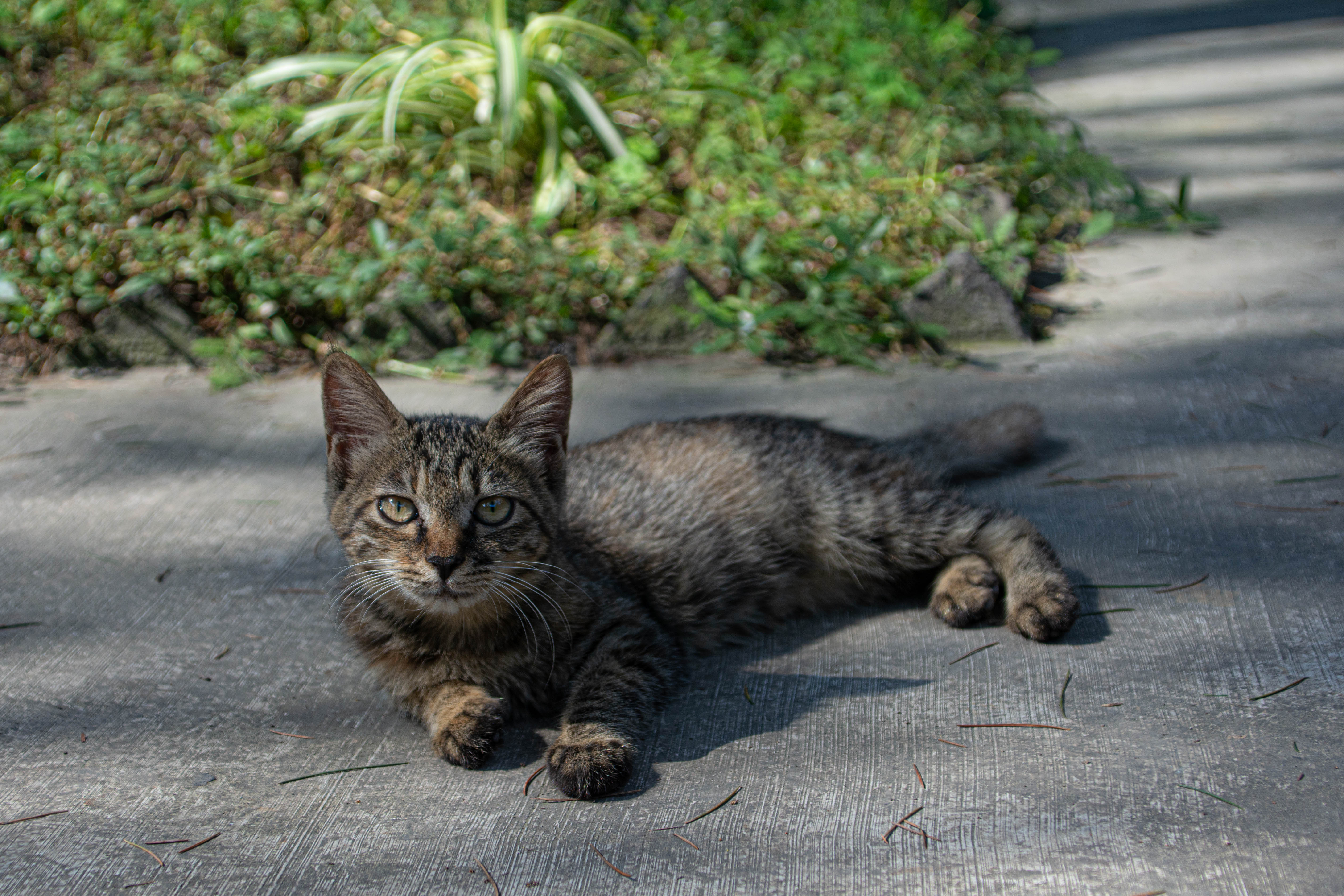 成都十三座清真寺,成都土桥上寺清真寺