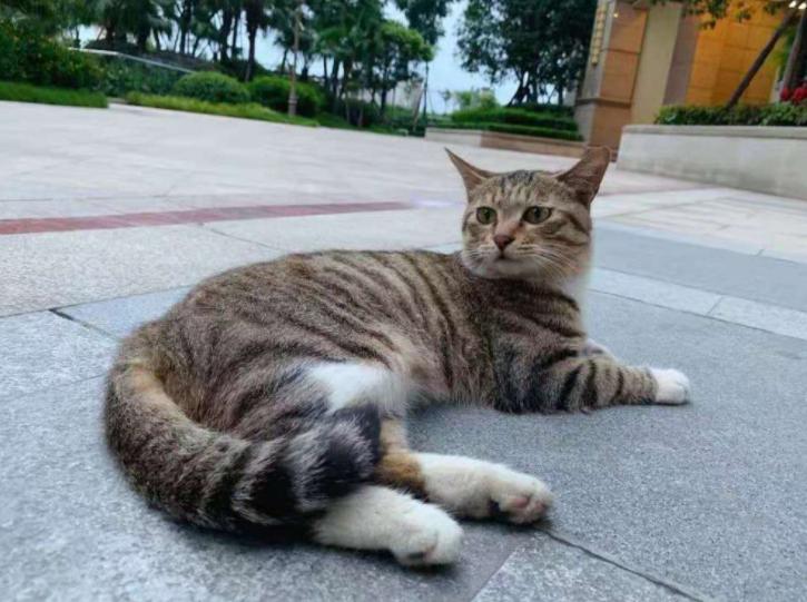 田园猫为什么好养活,为何越来越多人养田园猫