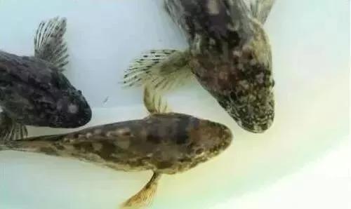 石斑鱼怎么预防死亡,石斑鱼常见疾病及防治