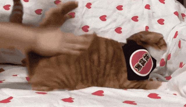 猫咪的快乐就是晃头晃脑,猫咪的隐藏开关