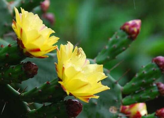 仙人掌有毒吗会不会咬人,带刺的仙人掌有毒吗能放卧室吗