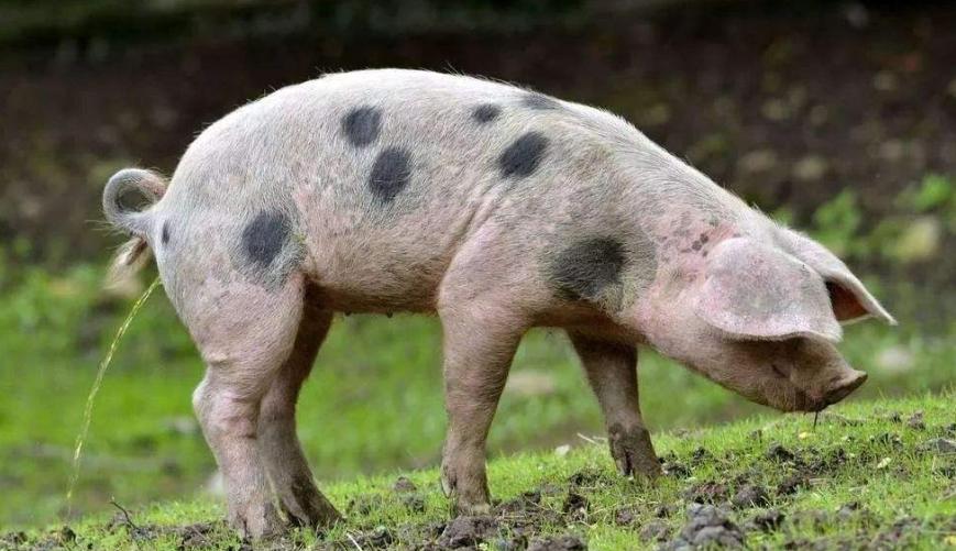 猪流尿用什么中药治,治猪尿最好的土方