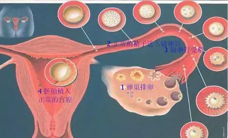 科普|不孕不育专科知识
