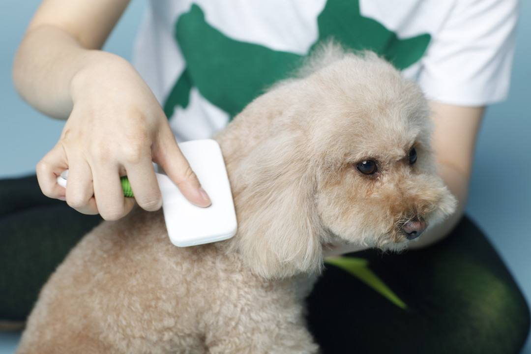 宠物毛发打结怎么处理,毛发打结猫狗
