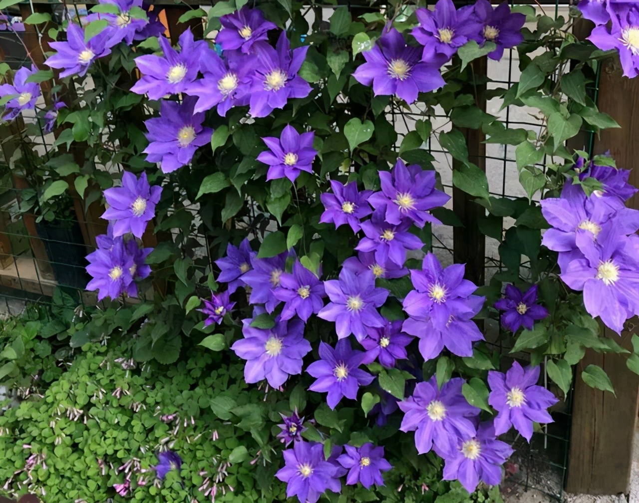 院子里可以种的爬藤花卉都有什么,10种爬藤花卉