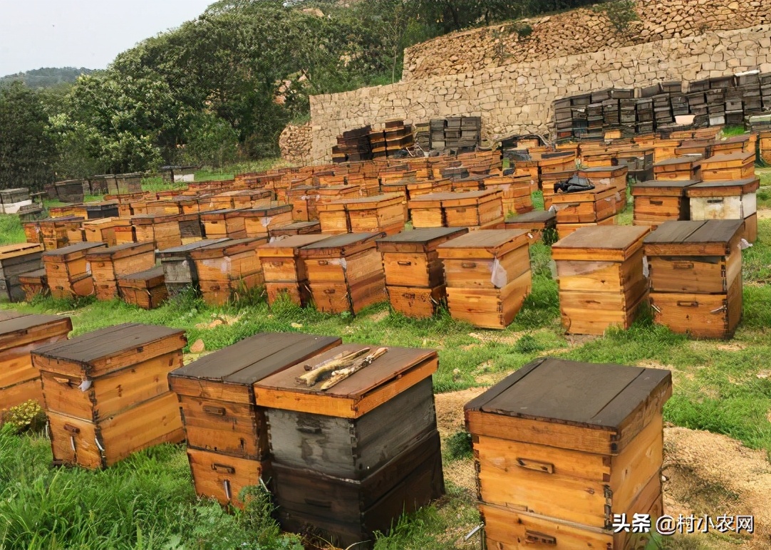 农村创业100万养殖什么最赚钱,农村致富创业养殖好项目养羊