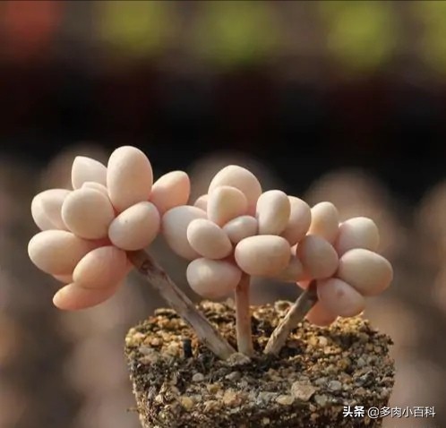 多肉艾伦叶片有斑怎么办,多肉艾伦为什么老干叶子