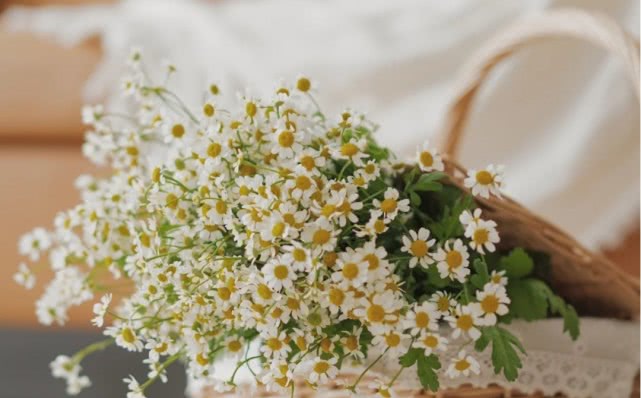 洋甘菊花怎么养护,洋甘菊的醒花及养护