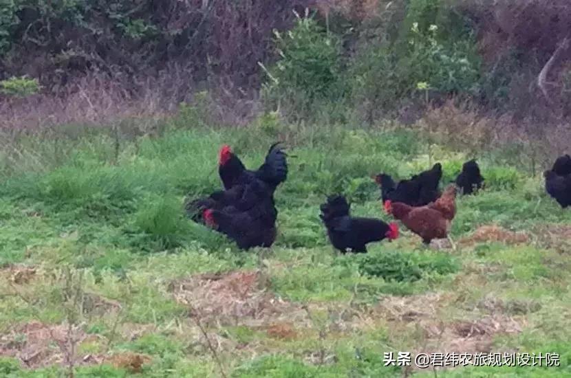 湘御明月湖,湘御明月湖山庄钓鱼