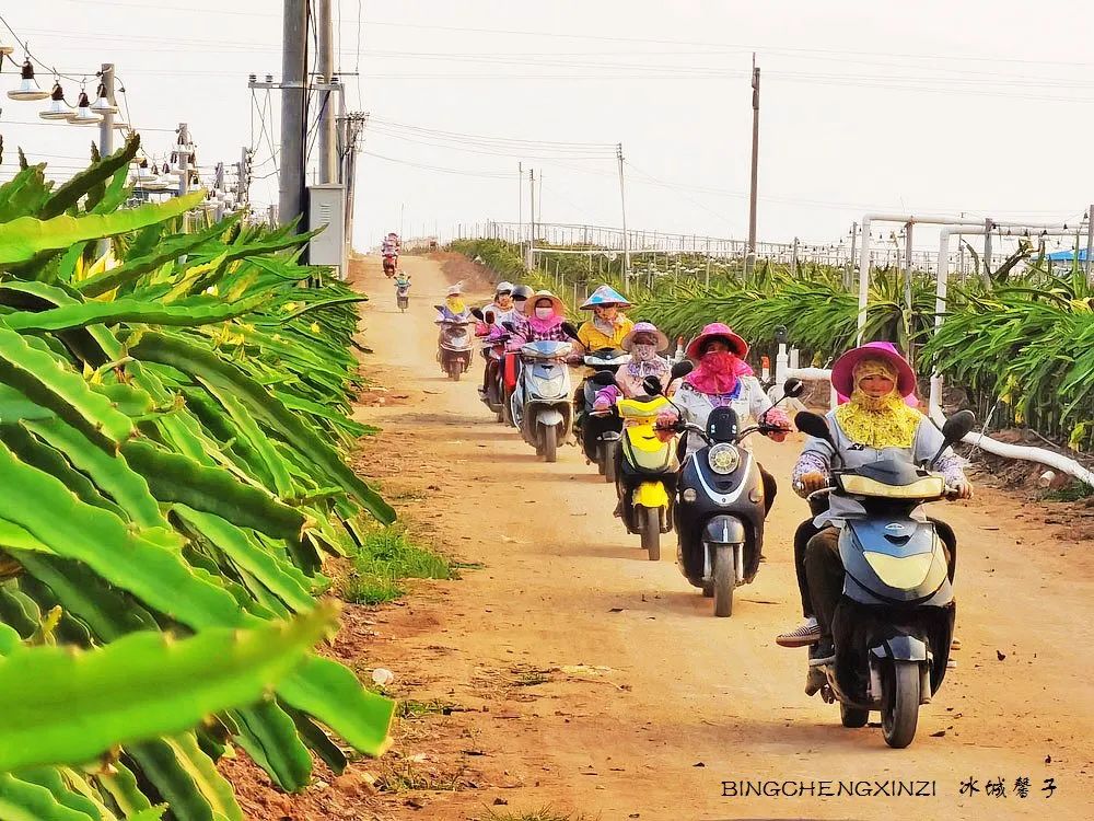 做把“村姑”,走进海南灯火灿烂的火龙果园