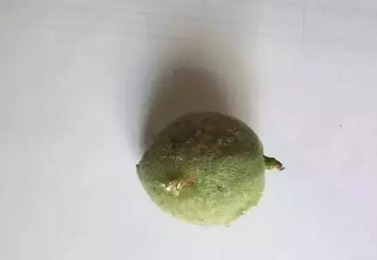 桃树流胶了怎么治,桃树流胶最佳防治方法