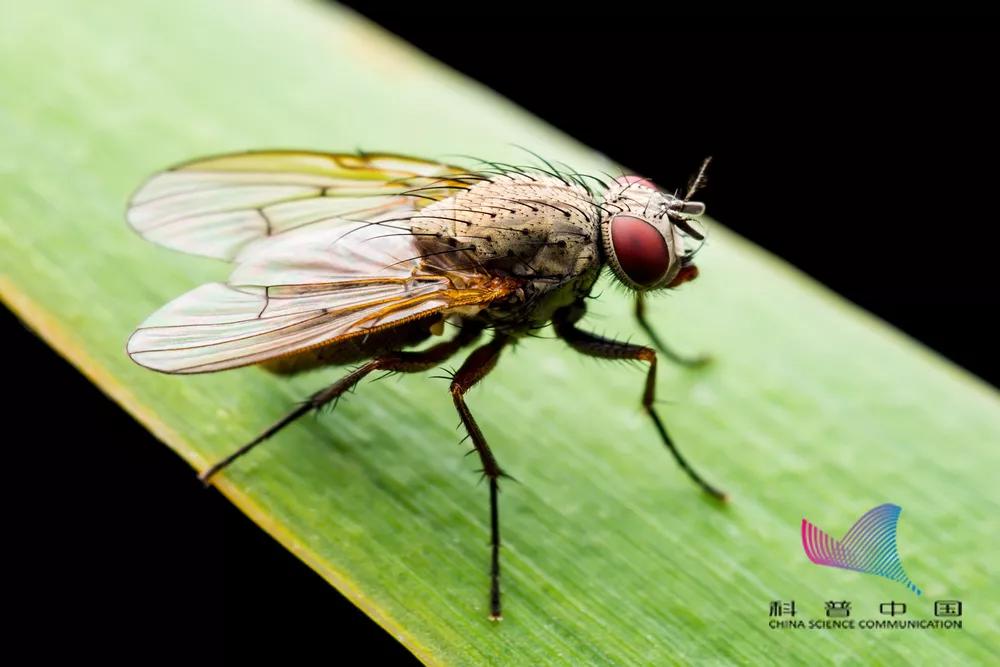 苍蝇为什么有时候把头拧下来玩,为什么苍蝇老喜欢搓手呢