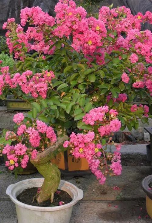 四十年紫薇树,人渐衰老心力也衰吗