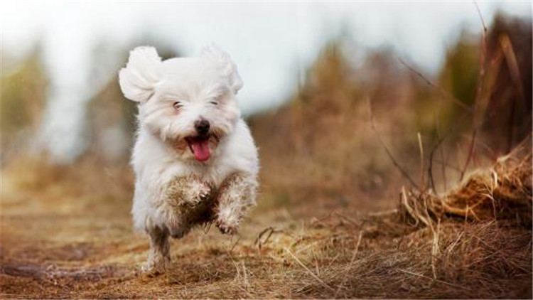 母大犬发情该怎么办,母小型犬发情爬跨如何缓解