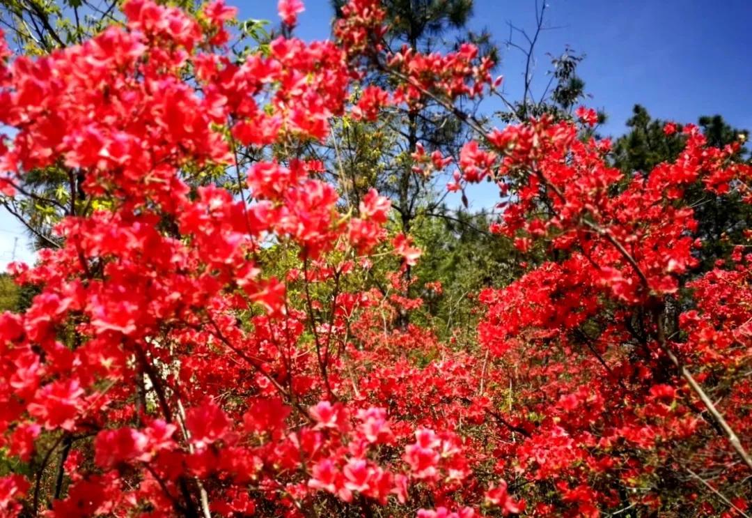 映山红优美散文,故乡美文原创散文