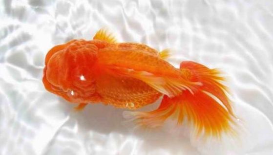 兰寿立鳞病观赏鱼,观赏鱼立鳞病用什么药