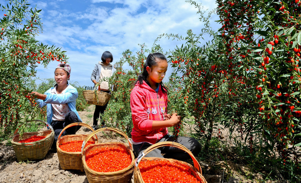 枸杞种植一株能长多少枝,枸杞树怎么种植